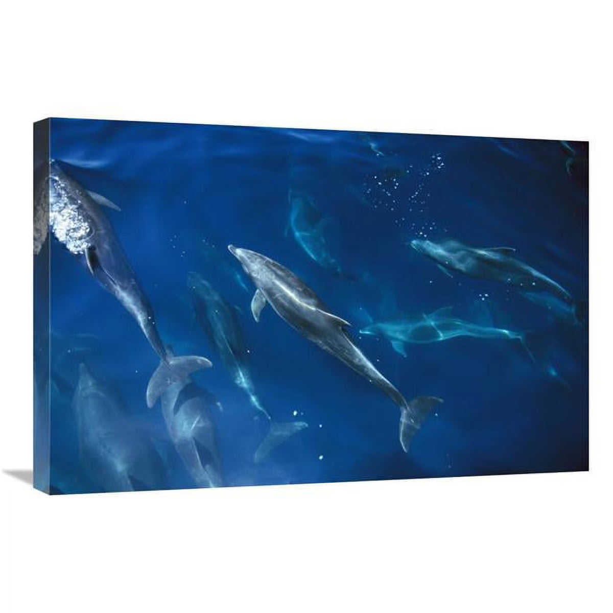 Bottlenose Dolphin Pod Art Print T472