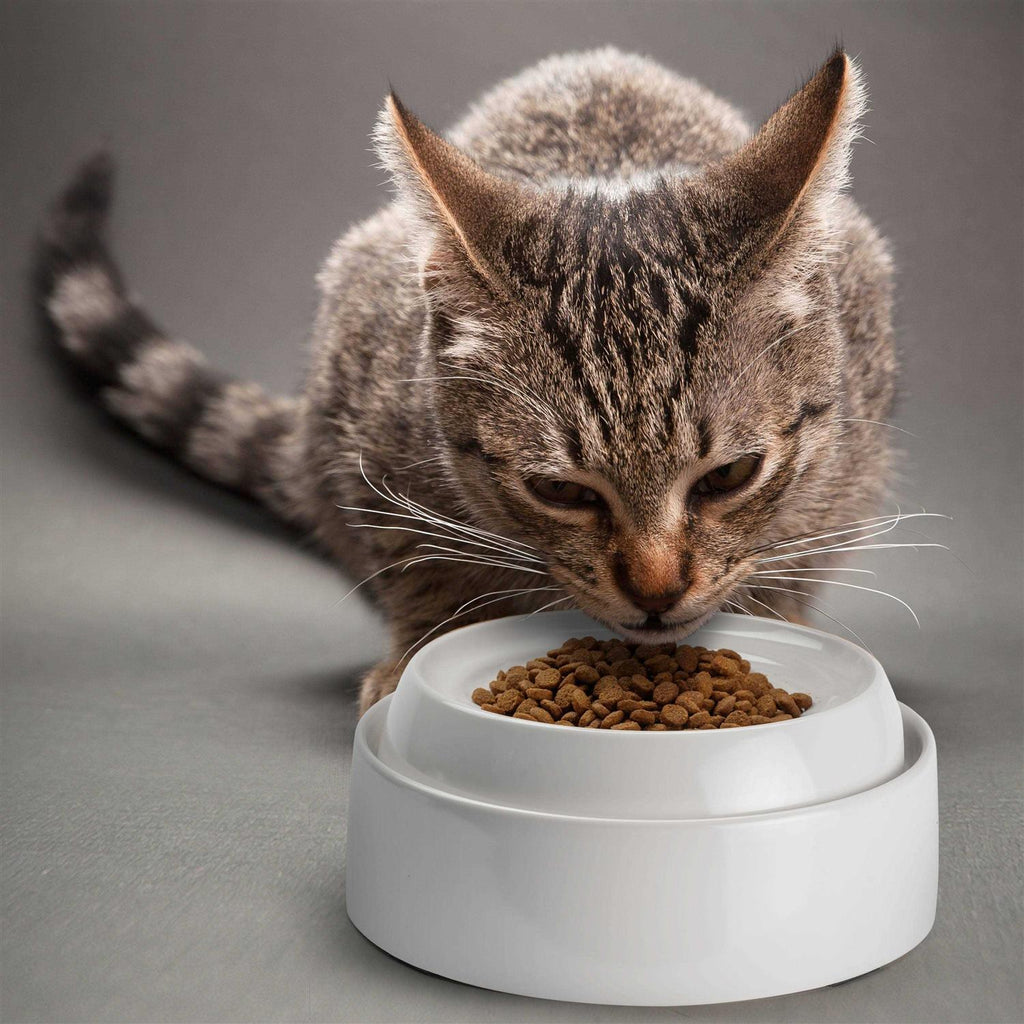 Whisker Stress Free Cat Food Bowl A4387