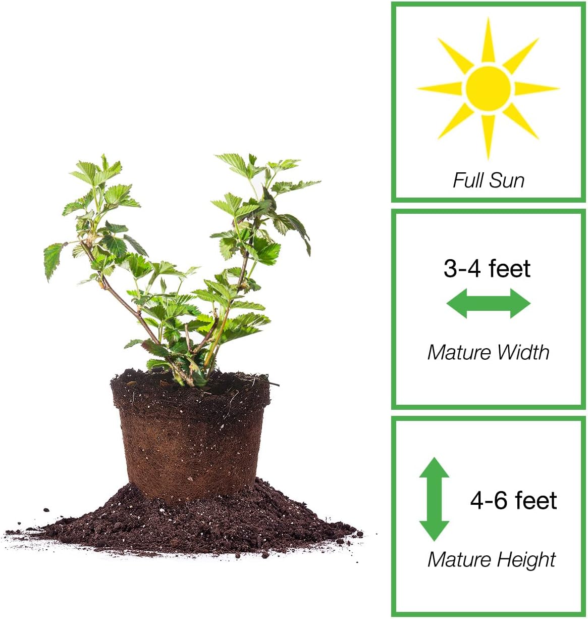 Black Satin BlackBerry Bush 1 Gallon Live Fruit Tree Z79843