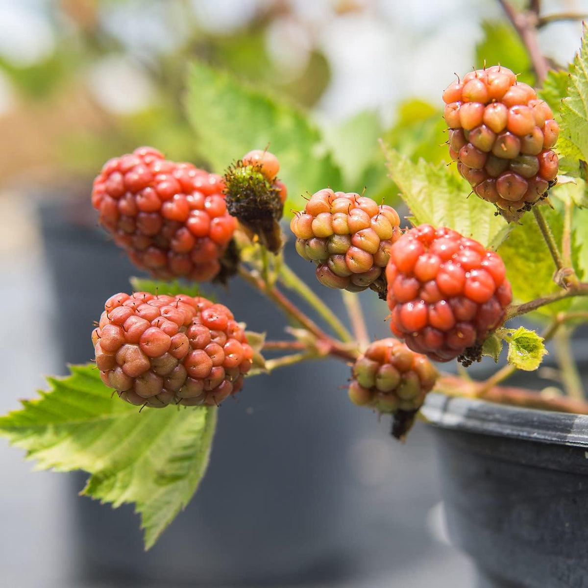 Black Satin BlackBerry Bush 1 Gallon Live Fruit Tree Z79843