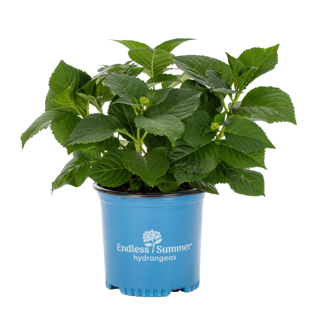 Bloomstruck Hydrangea Live Shrub Grower Pot Shade V9594