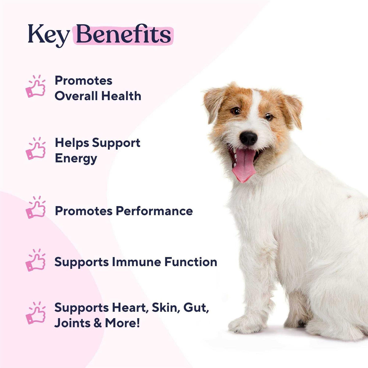Multivitamin Chews A241