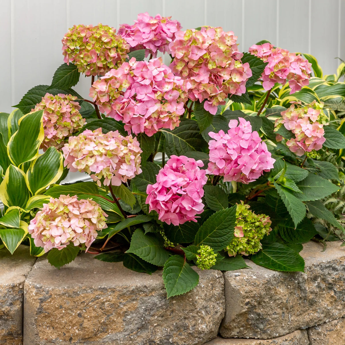Bloomstruck Hydrangea Live Shrub Grower Pot Shade V9594