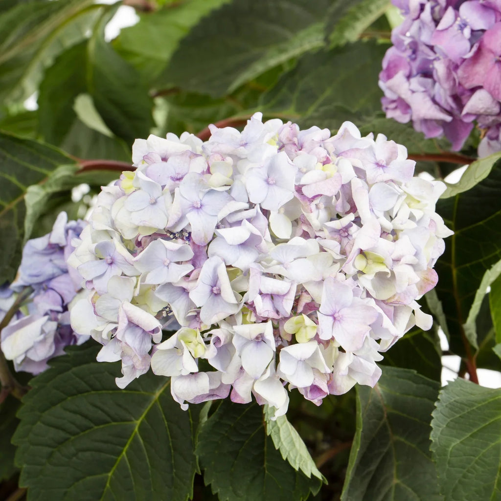 Bloomstruck Hydrangea Live Shrub Grower Pot Shade V9594