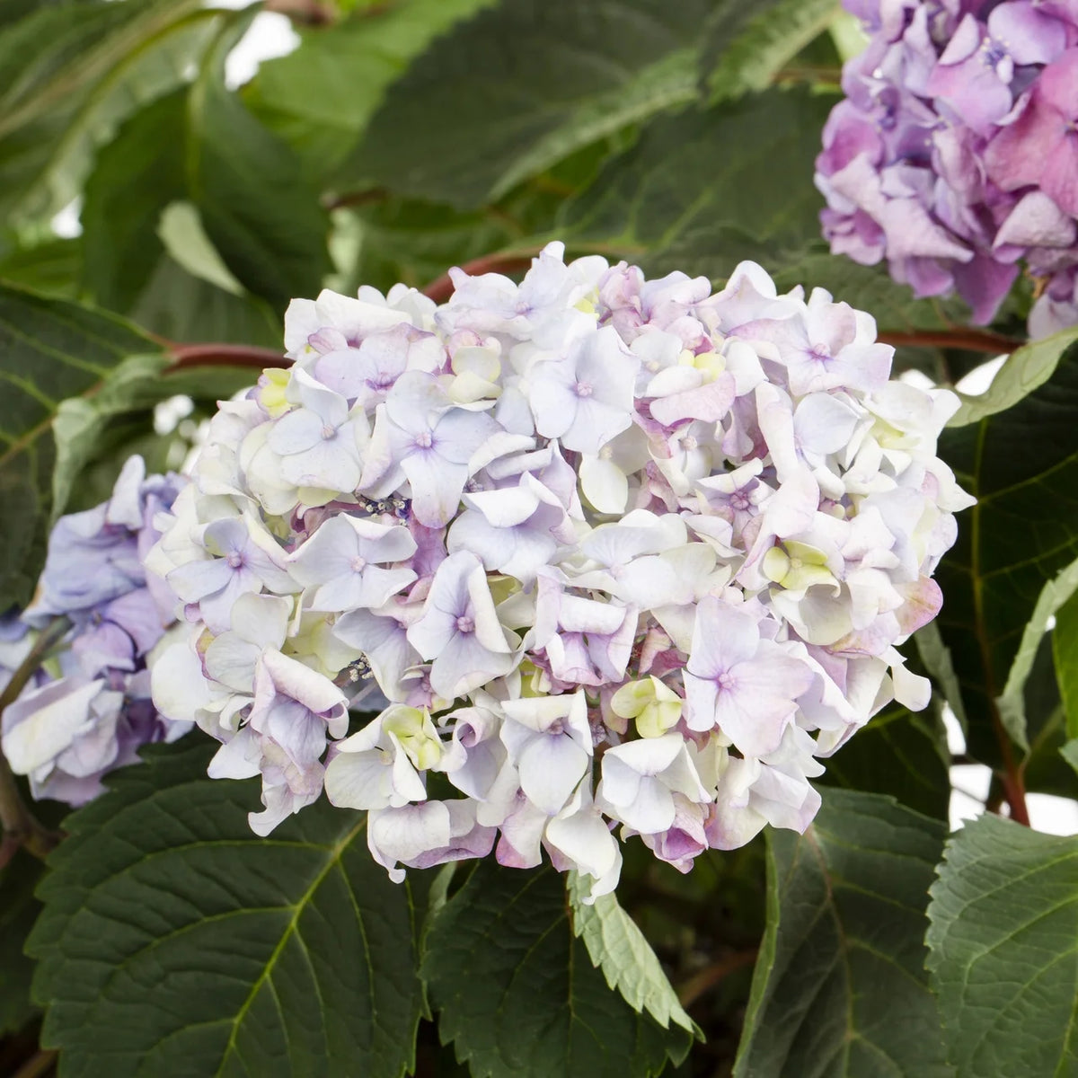 Bloomstruck Hydrangea Live Shrub Grower Pot Shade V9594