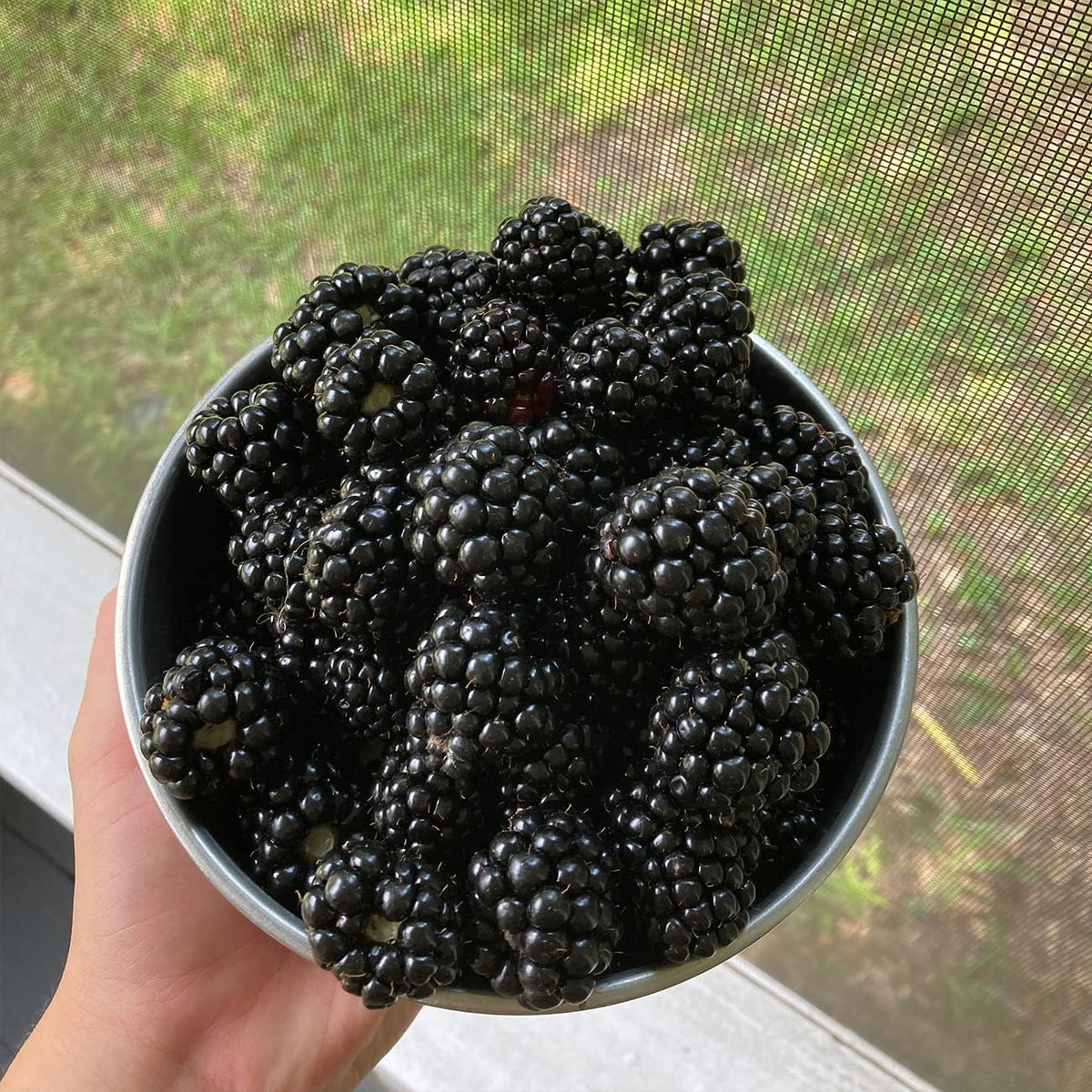 Black Satin BlackBerry Bush 1 Gallon Live Fruit Tree Z79843