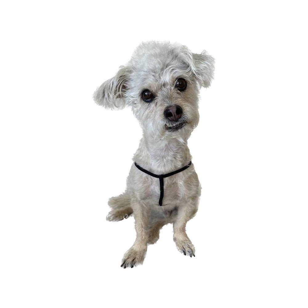 Step-In Harness for Small Pets S303717