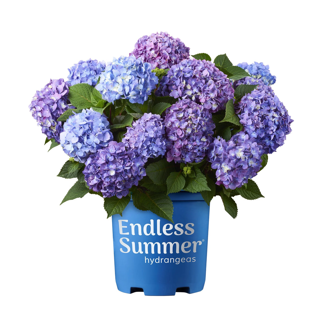 Bloomstruck Hydrangea Live Shrub Grower Pot Shade V9594