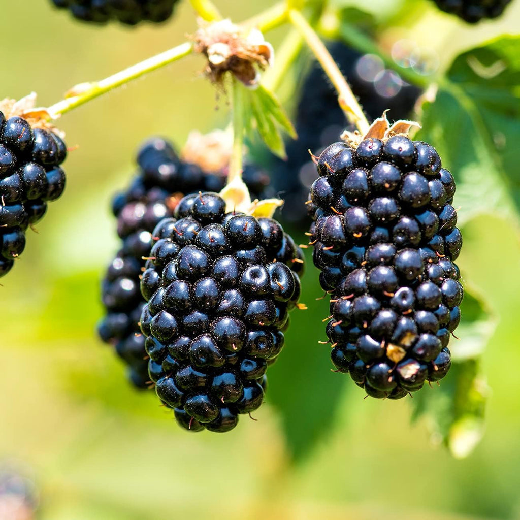 Black Satin BlackBerry Bush 1 Gallon Live Fruit Tree Z79843