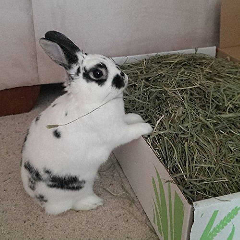 Timothy Hay Pet Food G772623