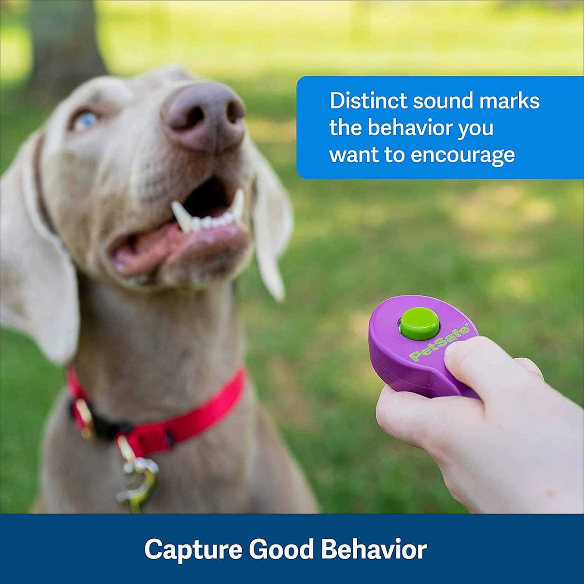 Dog Training Clicker D339114