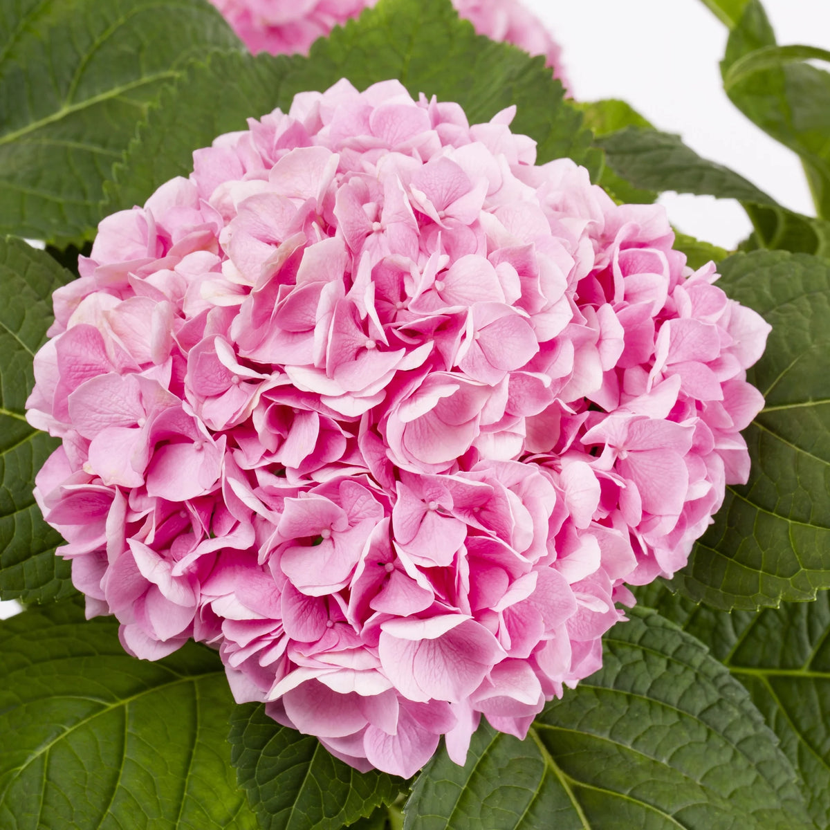 Bloomstruck Hydrangea Live Shrub Grower Pot Shade V9594