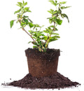 Black Satin BlackBerry Bush 1 Gallon Live Fruit Tree Z79843