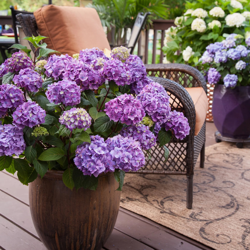 Bloomstruck Hydrangea Live Shrub Grower Pot Shade V9594