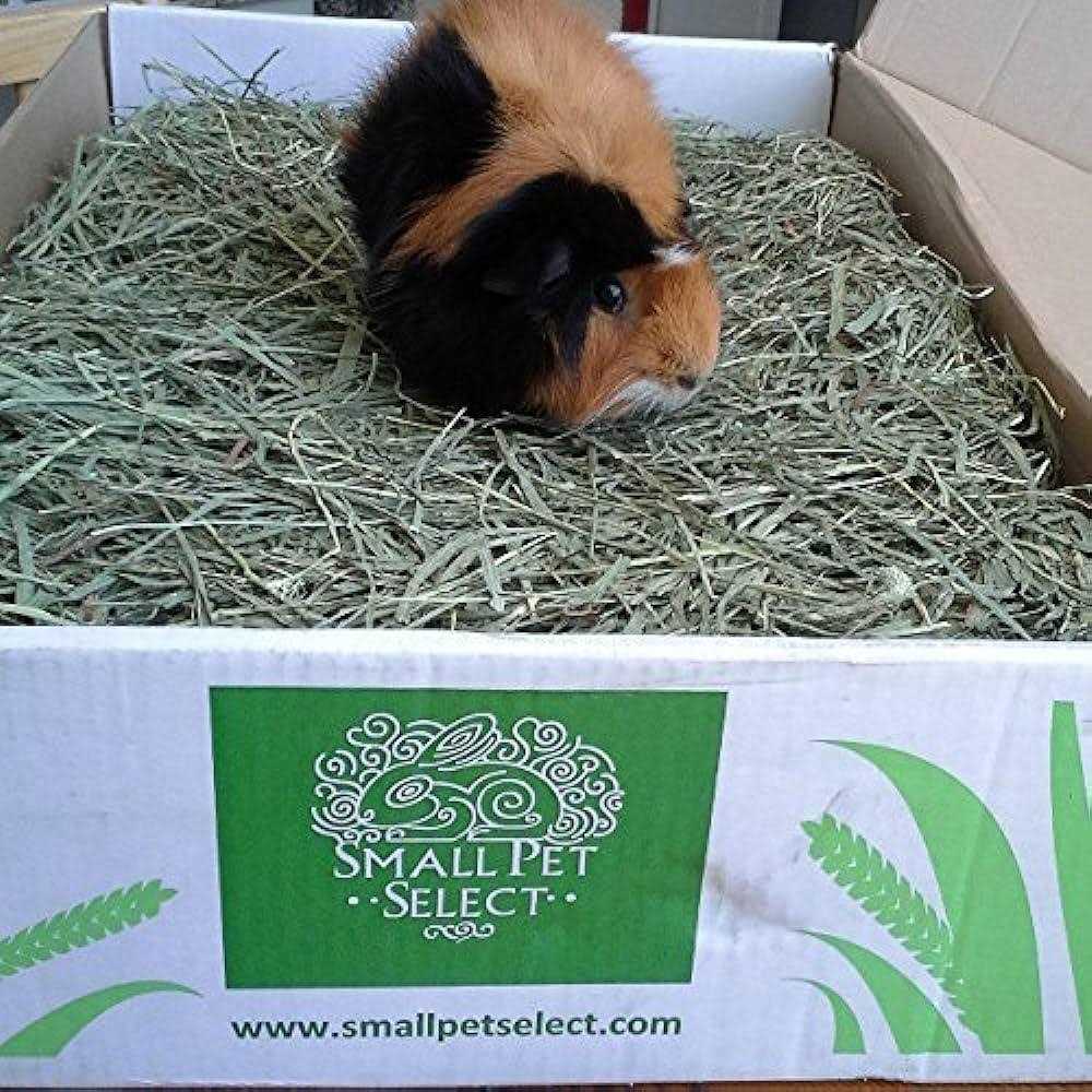 Timothy Hay Pet Food G772623