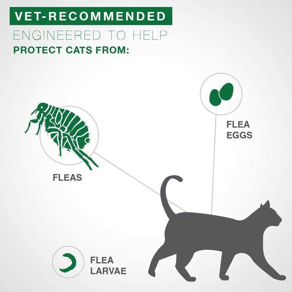 Flea Treatment Cats V307868