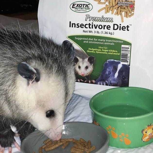 Insectivore Diet W2032