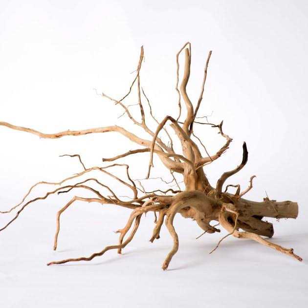 Spider Wood T101