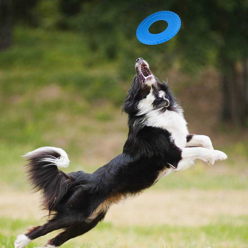 Dog Toy H5774