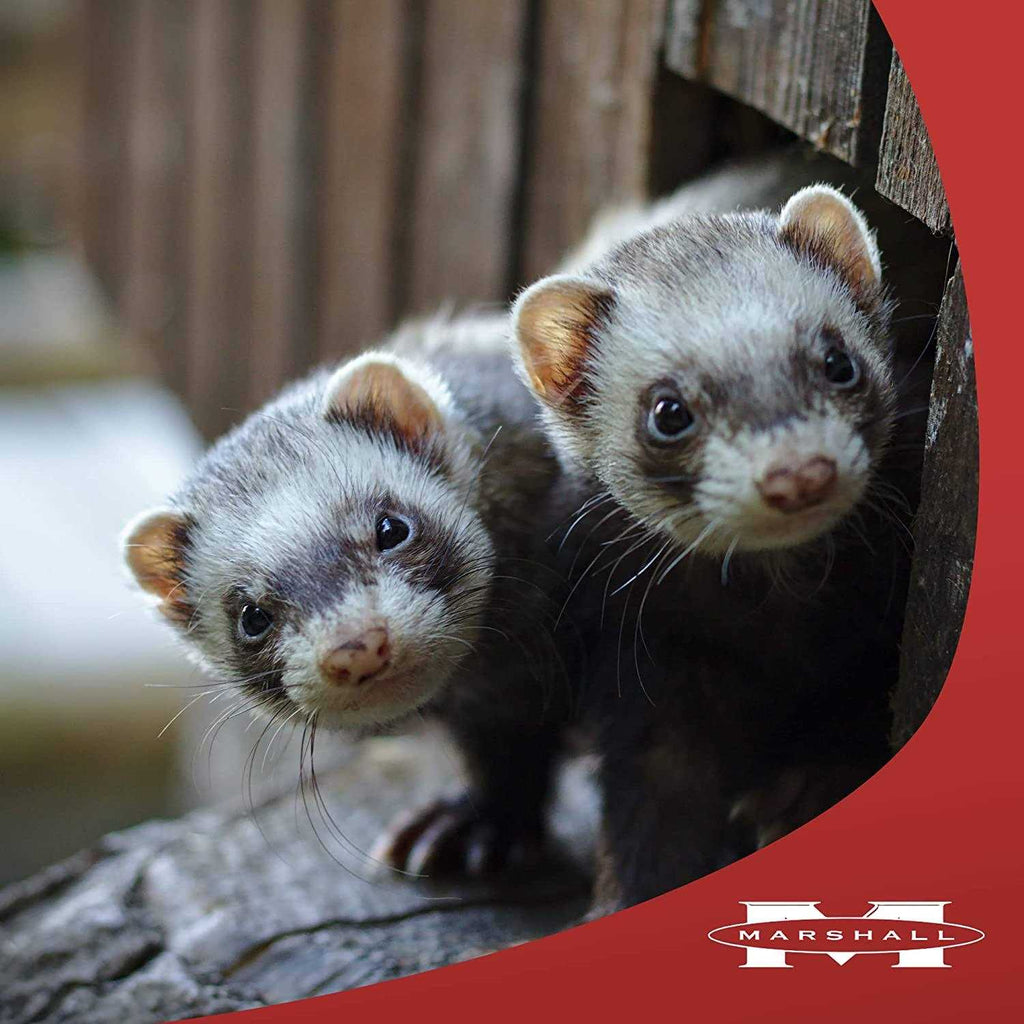 Premium Ferret Treats Z4403