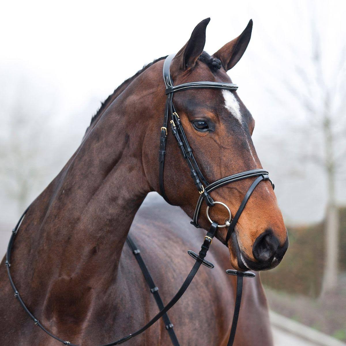 Padded Flash Bridle X70314